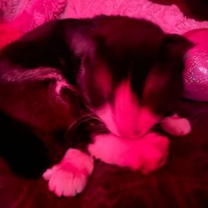 Meet your Posher, 🕸